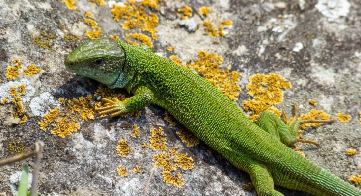 Zöld gyík (Lacerta viridis)