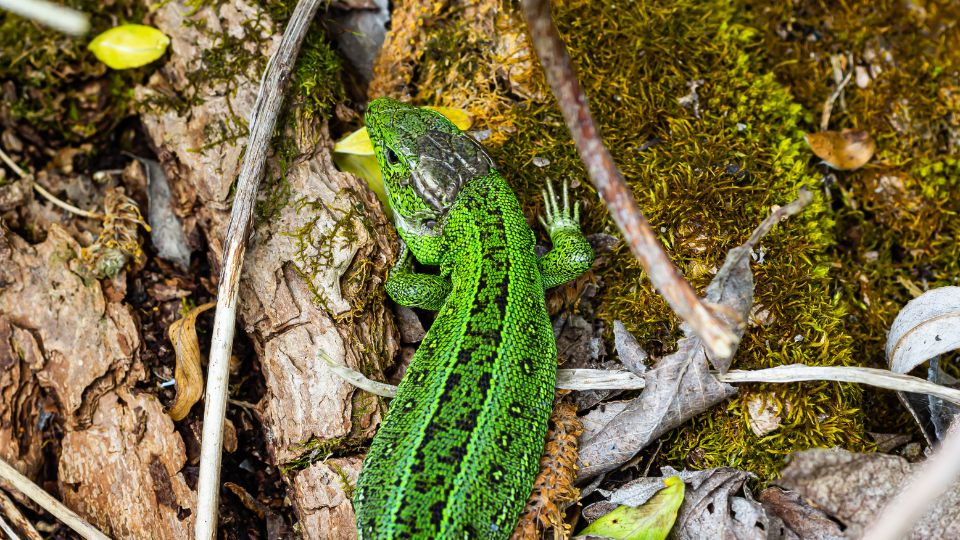 Zöld gyík (Lacerta viridis) 