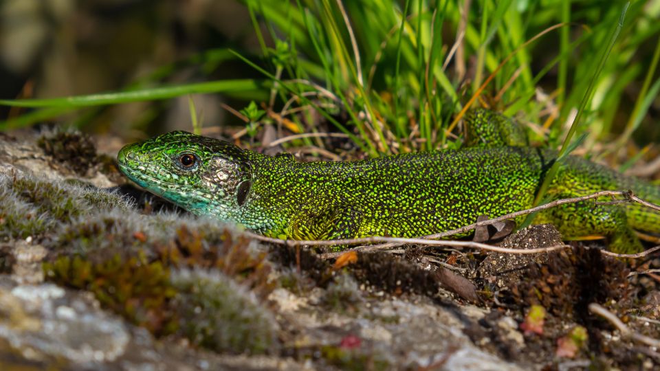 Zöld gyík (Lacerta viridis) 