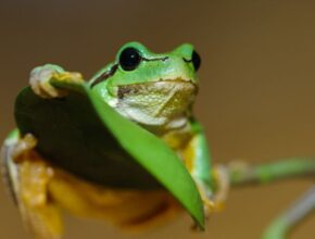 Zöld levelibéka (Hyla arborea)