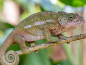 kaméleonfélék (Chamaeleonidae)