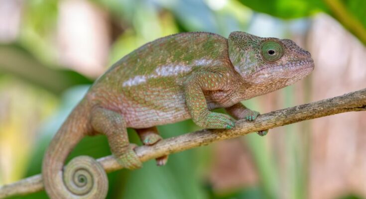 kaméleonfélék (Chamaeleonidae)