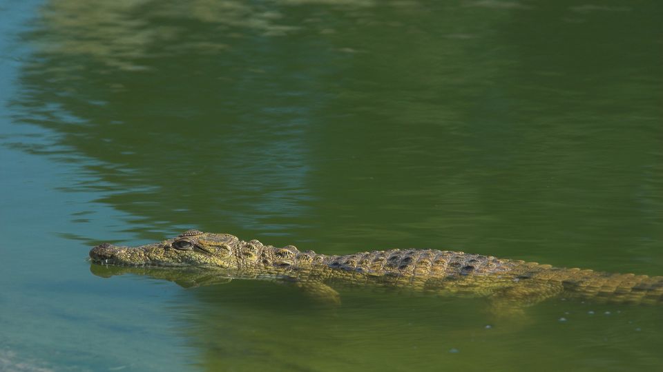 krokodilok evolúciója