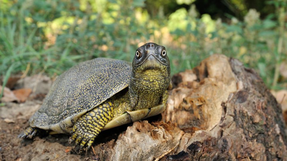 Mocsári teknős (Emys orbicularis) - Európa páncélos őslakója Mocsári teknős