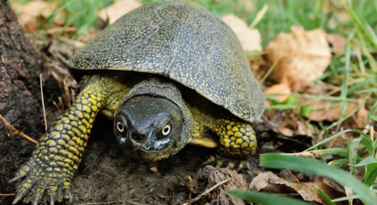 mocsari teknos Emys orbicularis Mocsári teknős (Emys orbicularis) - Európa páncélos őslakója