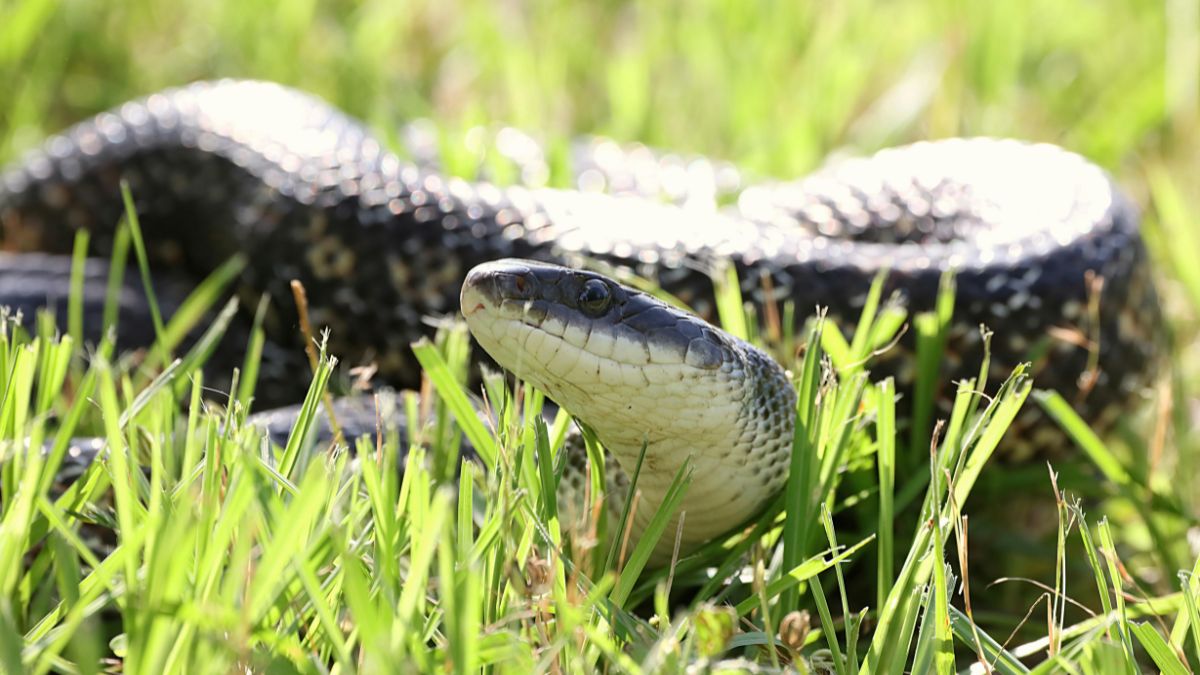 Egy közönséges vízisikló fekszik a zöld fűben, feje és nyaka jól látható.