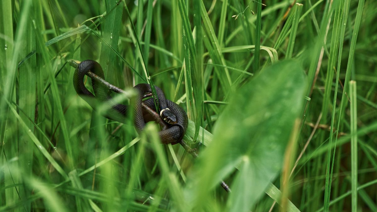Egy közönséges vízisikló rejtőzik a zöld fű között, álcázva.