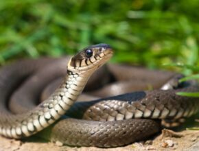 Egy közönséges vízisikló, zöld fűben pihenve, a természetes élőhelyén.