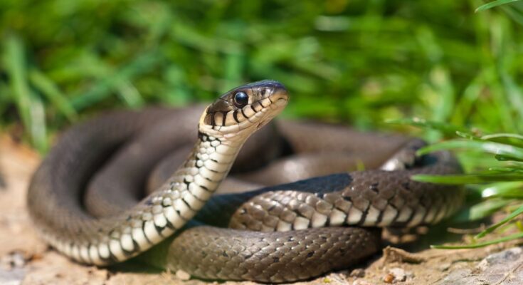Egy közönséges vízisikló, zöld fűben pihenve, a természetes élőhelyén.