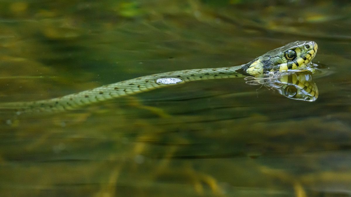 Egy közönséges vízisikló úszik a vízben, részletezve a zöldes színét és mintázatát.