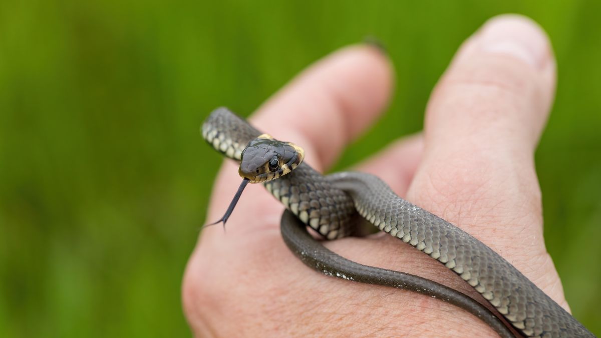 Közönséges vízisikló, amelyet egy kéz tart, zöld háttér előtt.