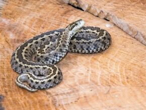 Rákosi vipera (Vipera ursinii rakosiensis)