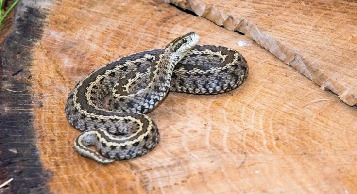 Rákosi vipera (Vipera ursinii rakosiensis)