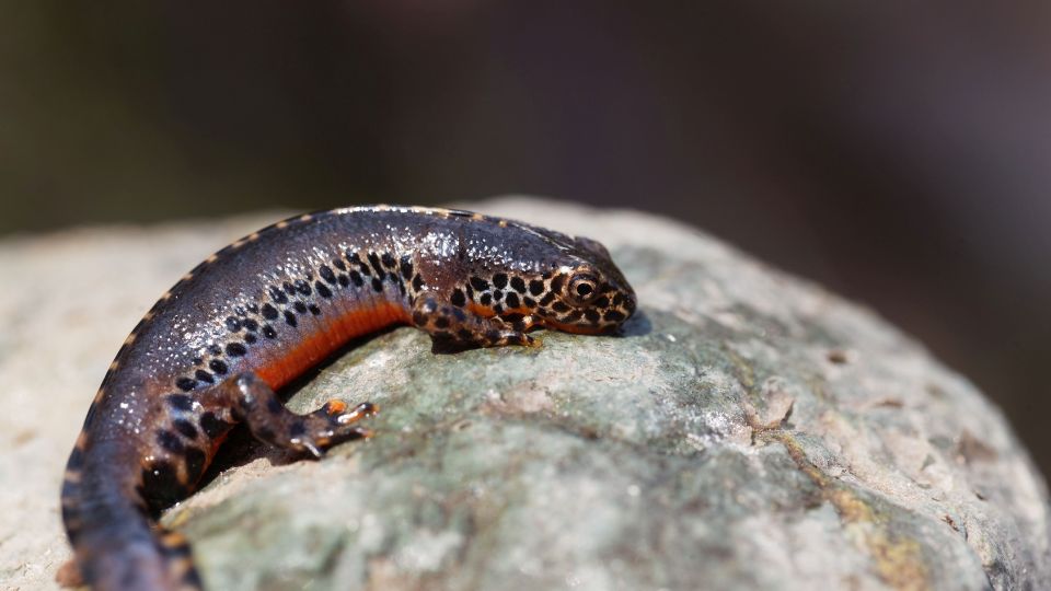 Alpesi gőte (Ichthyosaura alpestris)