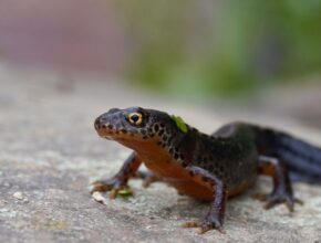 Alpesi gőte (Ichthyosaura alpestris)