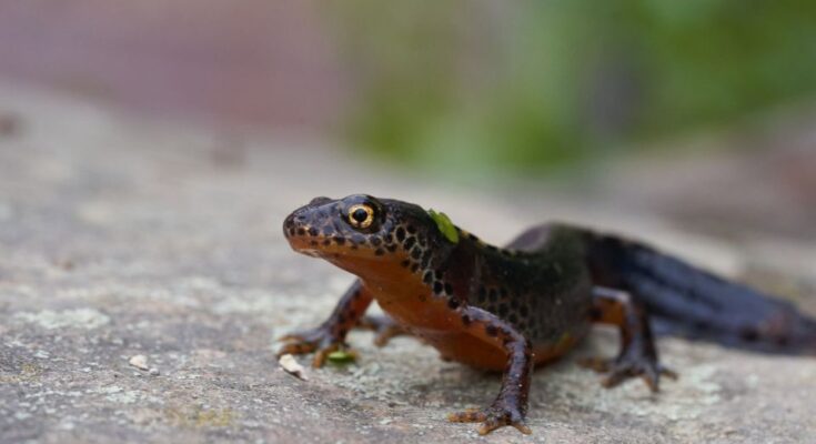 Alpesi gőte (Ichthyosaura alpestris)