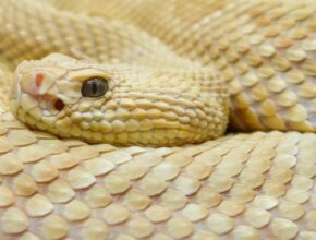 Arany lándzsakígyó (Bothrops insularis)