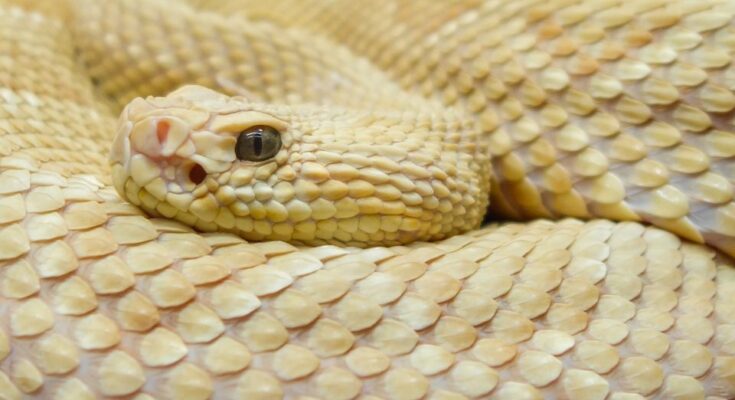 Arany lándzsakígyó (Bothrops insularis)