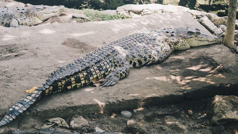 Bordás krokodil (Crocodylus porosus)