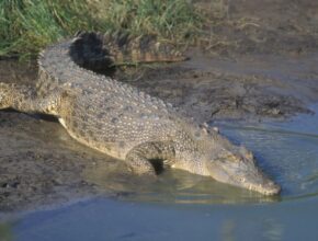 Bordás krokodil (Crocodylus porosus)