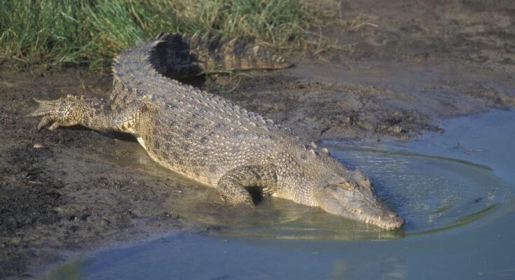 Bordás krokodil (Crocodylus porosus)