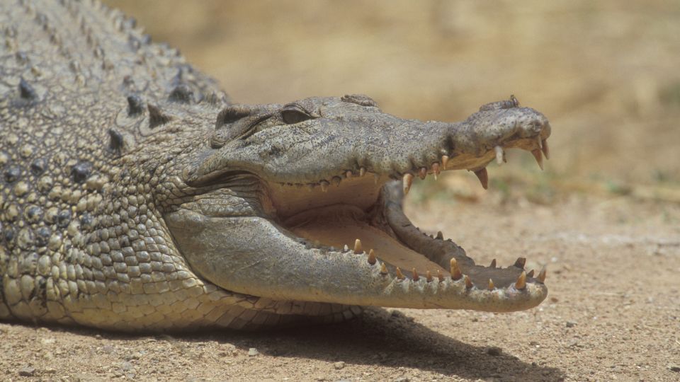 Bordás krokodil (Crocodylus porosus)