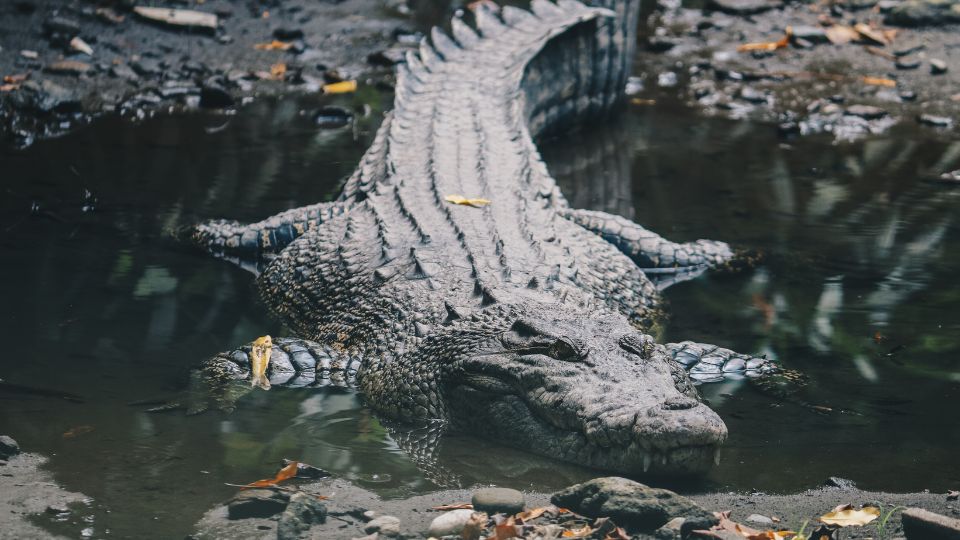 Bordás krokodil (Crocodylus porosus)