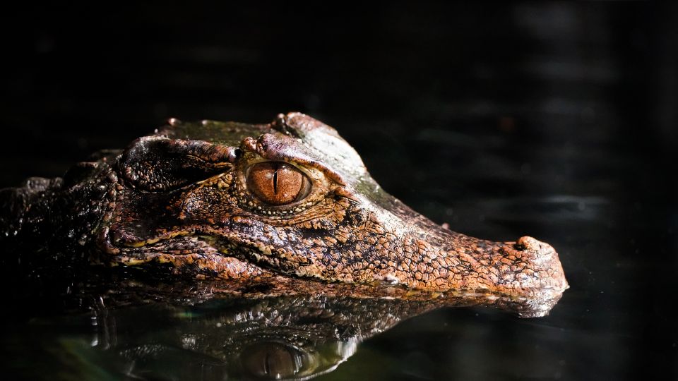 Cuvier-törpekajmán (Paleosuchus palpebrosus)