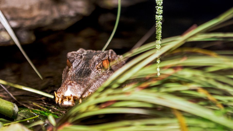 Cuvier-törpekajmán (Paleosuchus palpebrosus)