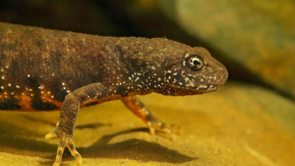 Dunai tarajosgőte (Triturus dobrogicus)