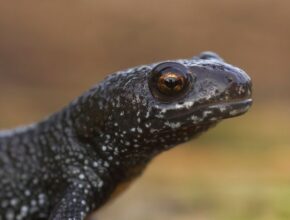 Dunai tarajosgőte (Triturus dobrogicus)