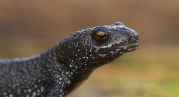 Dunai tarajosgőte (Triturus dobrogicus)