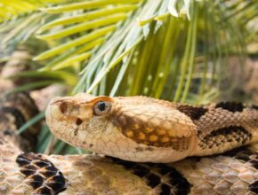 Erdei csörgőkígyó (Crotalus horridus)