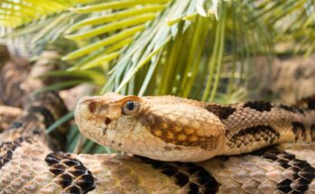 Erdei csörgőkígyó (Crotalus horridus)