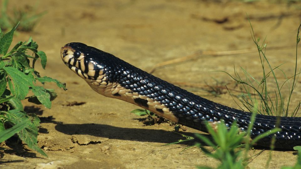 Erdei kobra (Naja melanoleuca)