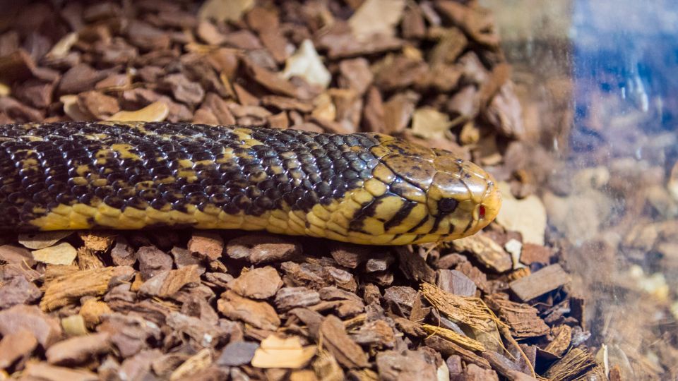 Erdei kobra (Naja melanoleuca)