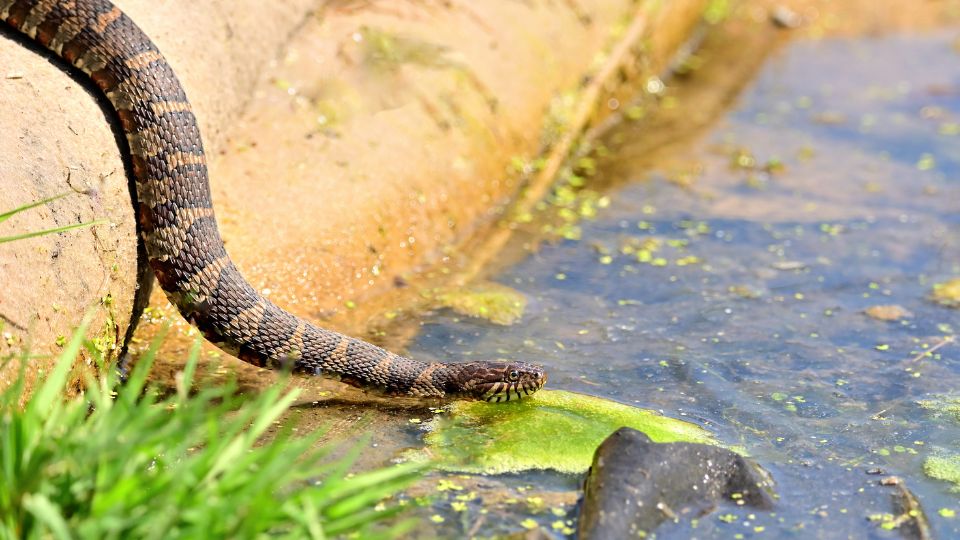 Északi halálkígyó (Acanthophis praelongus)