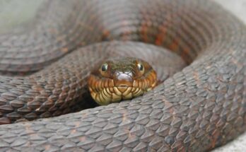Északi halálkígyó (Acanthophis praelongus)