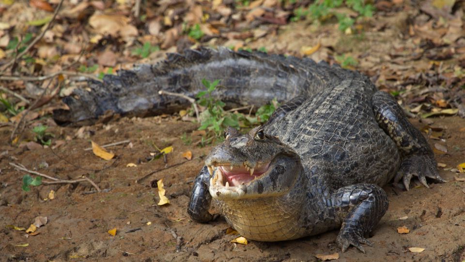 Fekete kajmán (Melanosuchus niger)