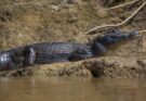 Fekete kajmán (Melanosuchus niger)
