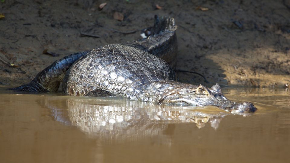 Fekete kajmán (Melanosuchus niger)