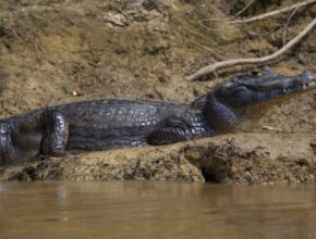 Fekete kajmán (Melanosuchus niger)