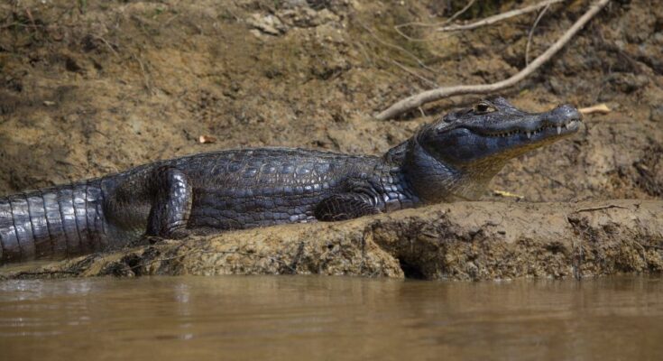 Fekete kajmán (Melanosuchus niger)