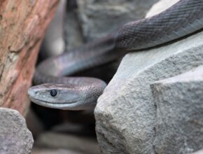 Fekete mamba (Dendroaspis polylepis)