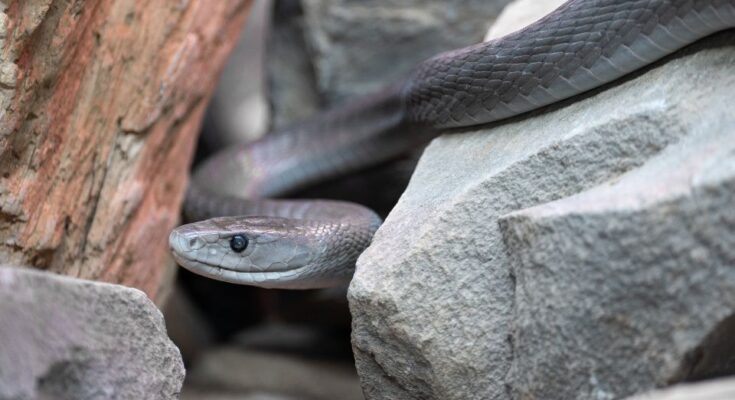 Fekete mamba (Dendroaspis polylepis)