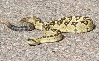 Feketefarkú csörgőkígyó (Crotalus molossus