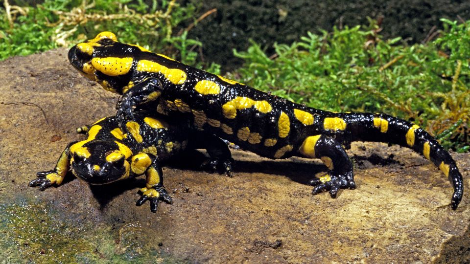 Foltos szalamandra (Salamandra salamandra)