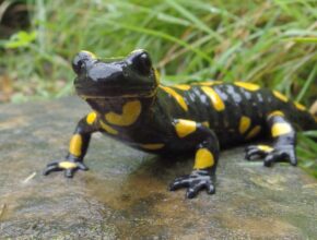 Foltos szalamandra (Salamandra salamandra)