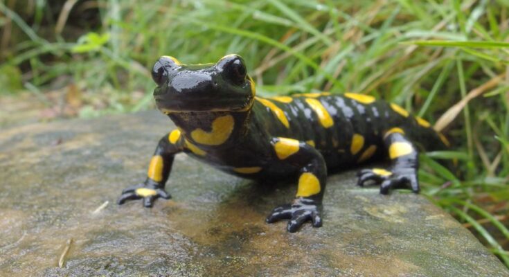 Foltos szalamandra (Salamandra salamandra)