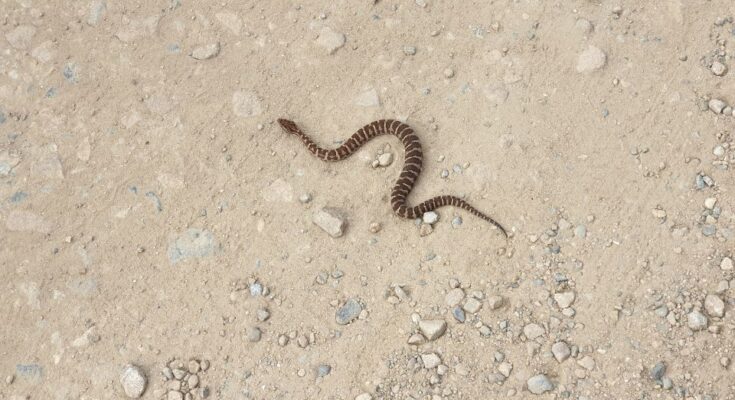 Halys-vipera (Gloydius halys)